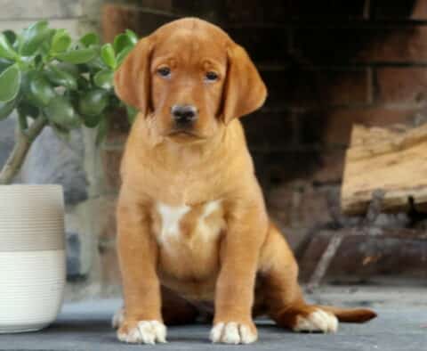 Fox Red Labrador puppy with a white chest marking and white-tipped paws sitting on a stone floor near a white planter and stacked firewood, against a brick fireplace backdrop.