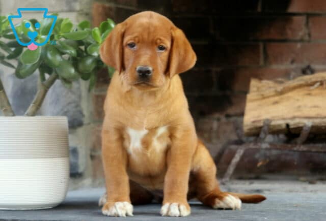 Fox Red Labrador puppy with a white chest marking and white-tipped paws sitting on a stone floor near a white planter and stacked firewood, against a brick fireplace backdrop. image