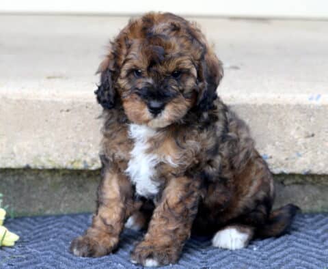 Landon Mini Bernedoodle