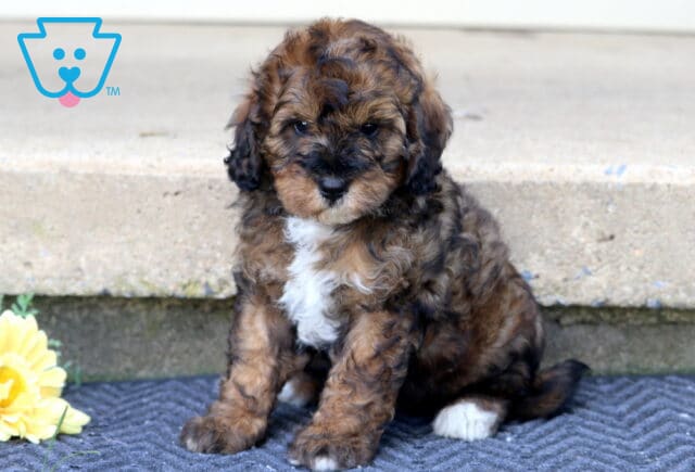 Landon Mini Bernedoodle image
