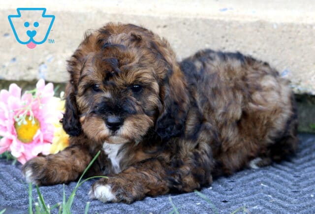 Landon Mini Bernedoodle2 image