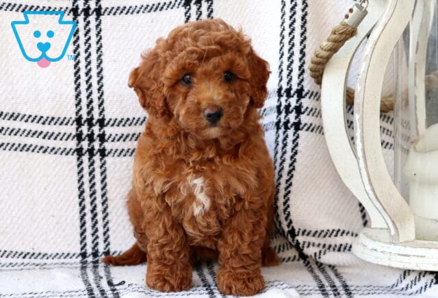 Layla Bichpoo image