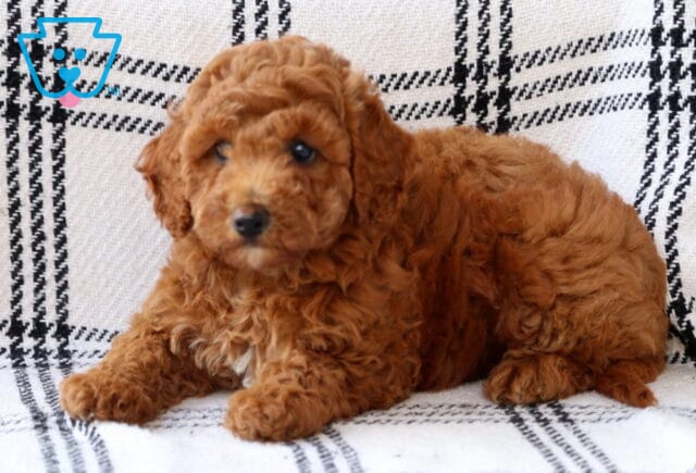 Layla Bichpoo2 image