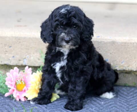 Leah Mini Bernedoodle