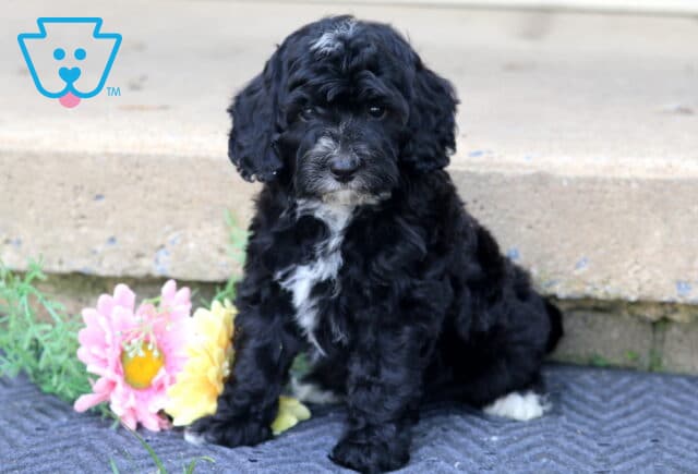 Leah Mini Bernedoodle image