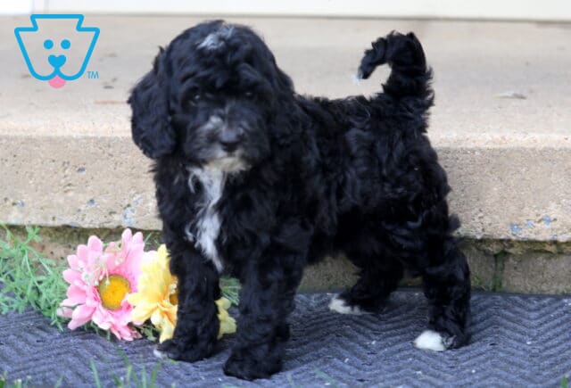 Leah Mini Bernedoodle2 image
