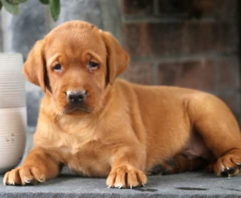 Lee Fox Red Lab