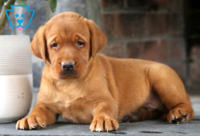Lee Fox Red Lab image