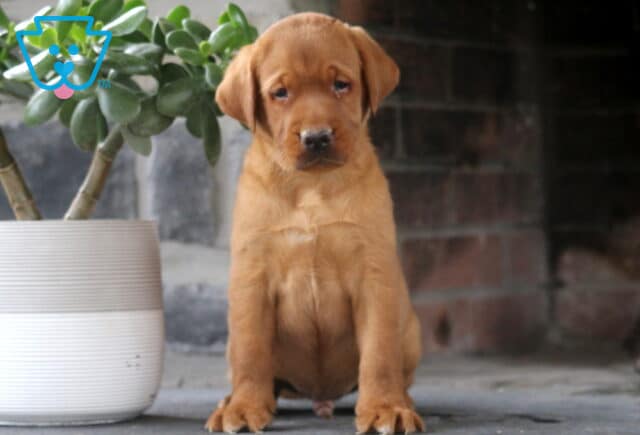 Lee Fox Red Lab2 image