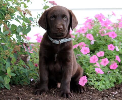 Chocolate Lab puppy with a silver collar sitting alertly in front of vibrant pink flowers and leafy green bushes.