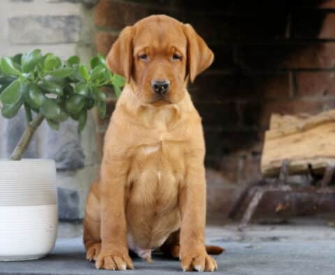 Fox Red Labrador Retriever puppy sitting in front of a brick fireplace next to a green potted plant, looking calmly at the camera.