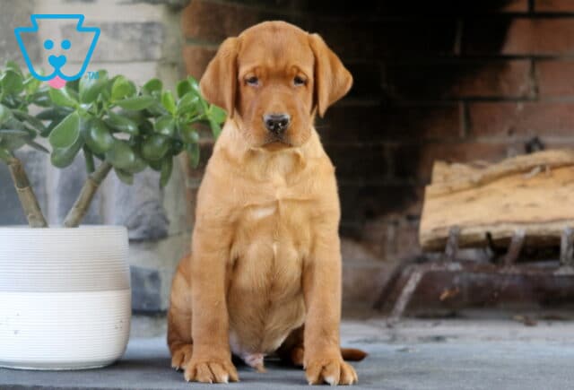 Fox Red Labrador Retriever puppy sitting in front of a brick fireplace next to a green potted plant, looking calmly at the camera. image