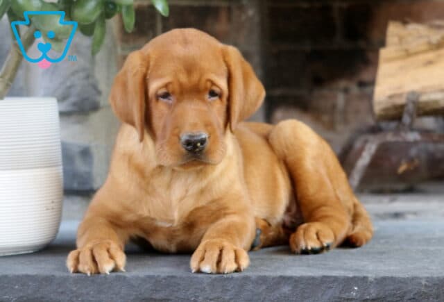 Fox Red Labrador Retriever puppy lying down on a stone surface in front of a fireplace, gazing forward with a calm expression. image