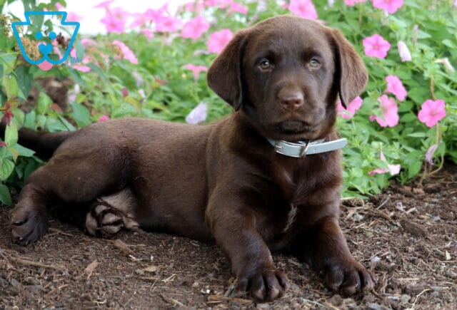 Chocolate Lab puppy with a silver collar laying down on mulch in front of blooming pink flowers and green foliage. image