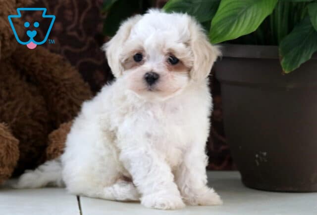 Lenny Maltipoo image