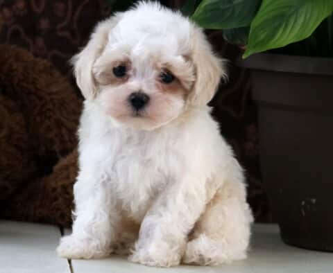 Lenny Maltipoo2
