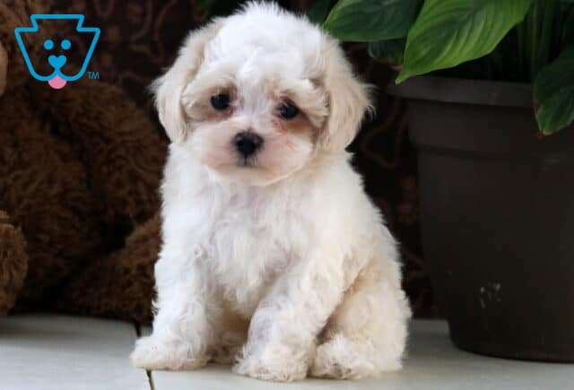 Lenny Maltipoo2 image