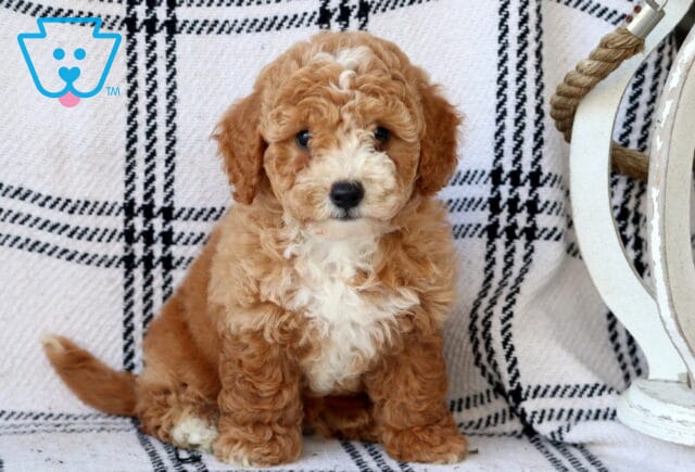 Leo Bichpoo image