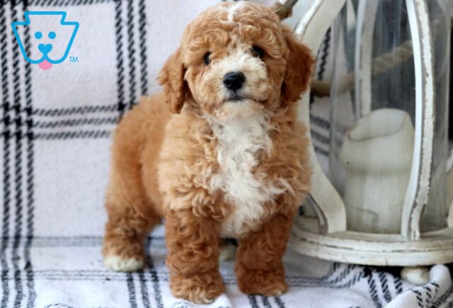 Leo Bichpoo2 image