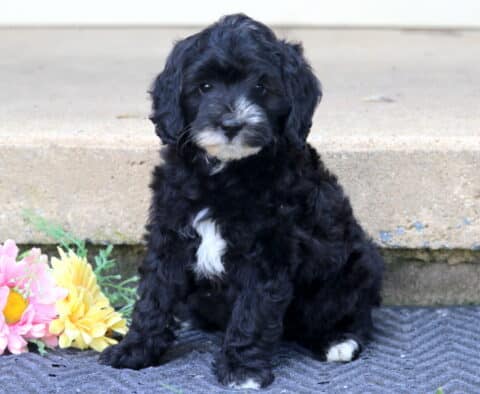 Lexy Mini Bernedoodle