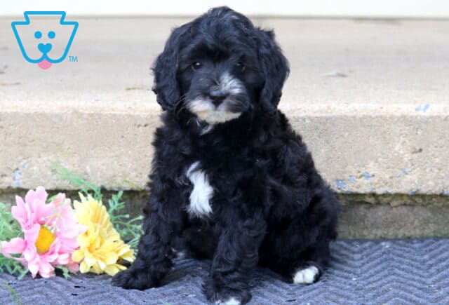 Lexy Mini Bernedoodle image