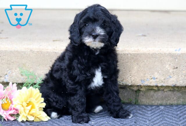 Lexy Mini Bernedoodle2 image