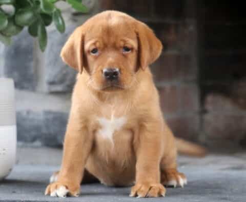 Liberty Fox Red Lab