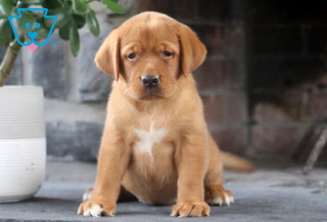 Liberty Fox Red Lab image