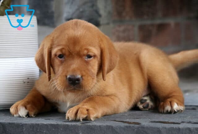 Liberty Fox Red Lab2 image