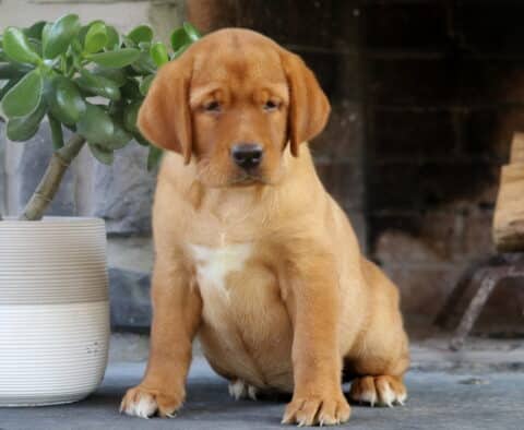 Fox Red Labrador Retriever puppy sitting attentively on a stone surface, with a white chest marking and a white planter and brick fireplace in the background.