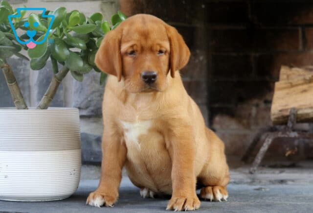 Fox Red Labrador Retriever puppy sitting attentively on a stone surface, with a white chest marking and a white planter and brick fireplace in the background. image