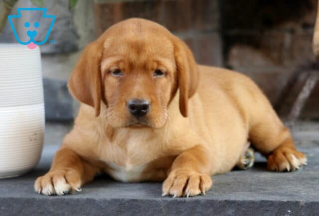 Fox Red Labrador puppy lying down on a stone floor with front paws stretched out, showing a small white patch on its chest and a sleepy expression. image