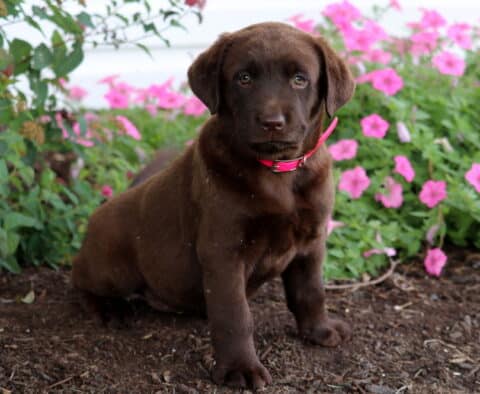 Chocolate Lab puppy with a bright pink collar sitting on mulch in front of blooming pink petunias and green foliage.