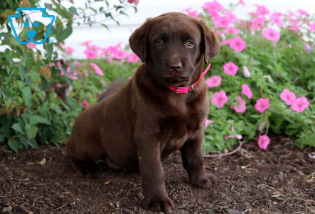 Chocolate Lab puppy with a bright pink collar sitting on mulch in front of blooming pink petunias and green foliage. image