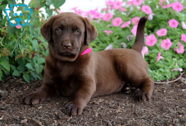 Chocolate Lab puppy with a pink collar lying down on mulch with tail up, surrounded by bright pink petunias and lush greenery. image