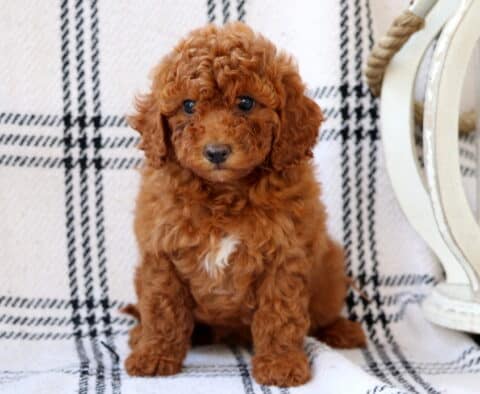 Lilly Bichpoo