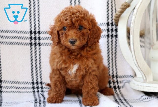 Lilly Bichpoo image