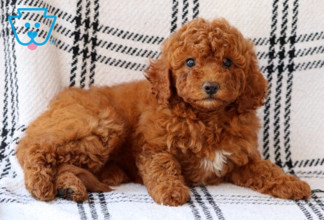 Lilly Bichpoo2 image