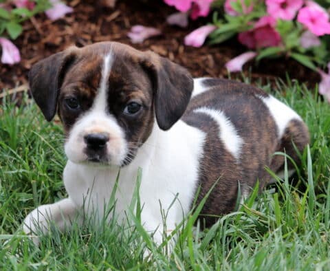 Lilly Boston Mix