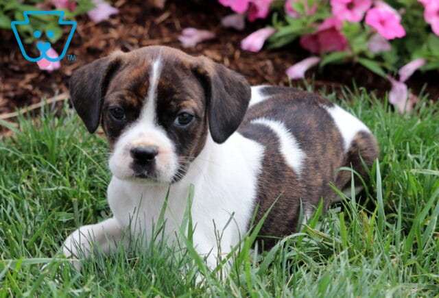 Lilly Boston Mix image