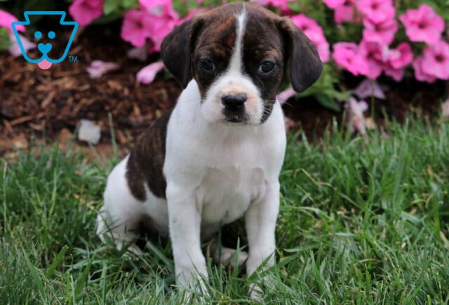 Lilly Boston Mix2 image