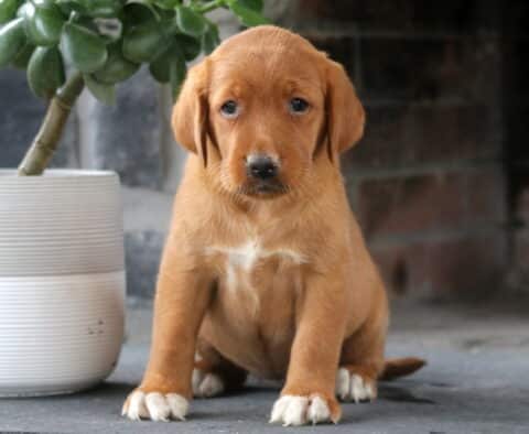 Lilly Fox Red Lab