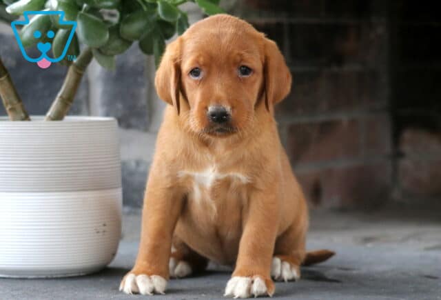 Lilly Fox Red Lab image