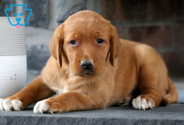 Lilly Fox Red Lab2 image