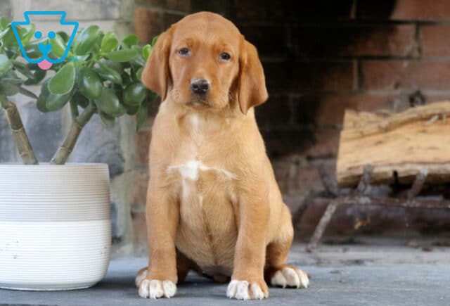 Fox Red Lab puppy with a symmetrical white patch on its chest and white-tipped paws sitting in front of a brick fireplace beside a white planter with green foliage. image