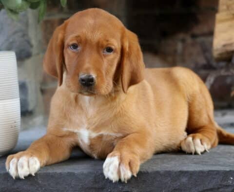 Calm Fox Red Lab puppy lying on a stone surface with white markings on its chest and paws, positioned beside a white planter and stacked firewood.