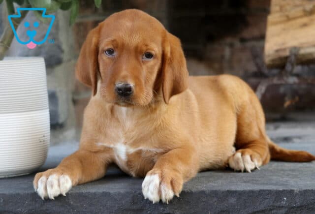 Calm Fox Red Lab puppy lying on a stone surface with white markings on its chest and paws, positioned beside a white planter and stacked firewood. image