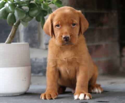 Lilo Fox Red Lab