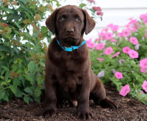Chocolate Labrador Retriever puppy with a shiny brown coat and bright blue collar sitting on mulch in front of leafy bushes and pink petunias.