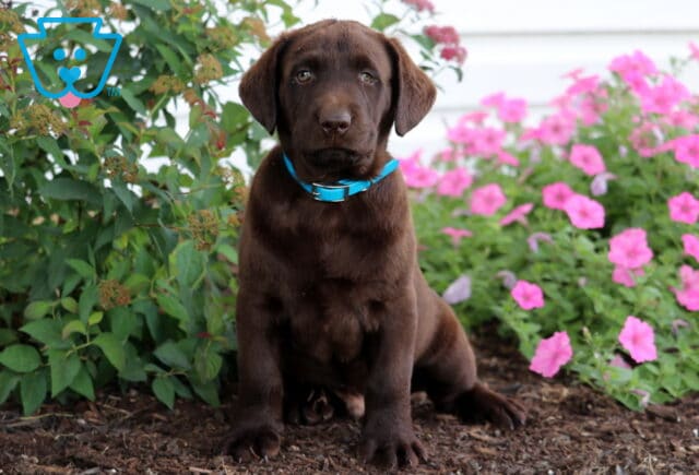 Chocolate Labrador Retriever puppy with a shiny brown coat and bright blue collar sitting on mulch in front of leafy bushes and pink petunias. image